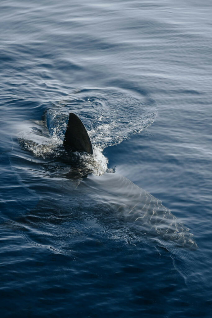 Interview with photographer Ashlie René wildlife shark photography