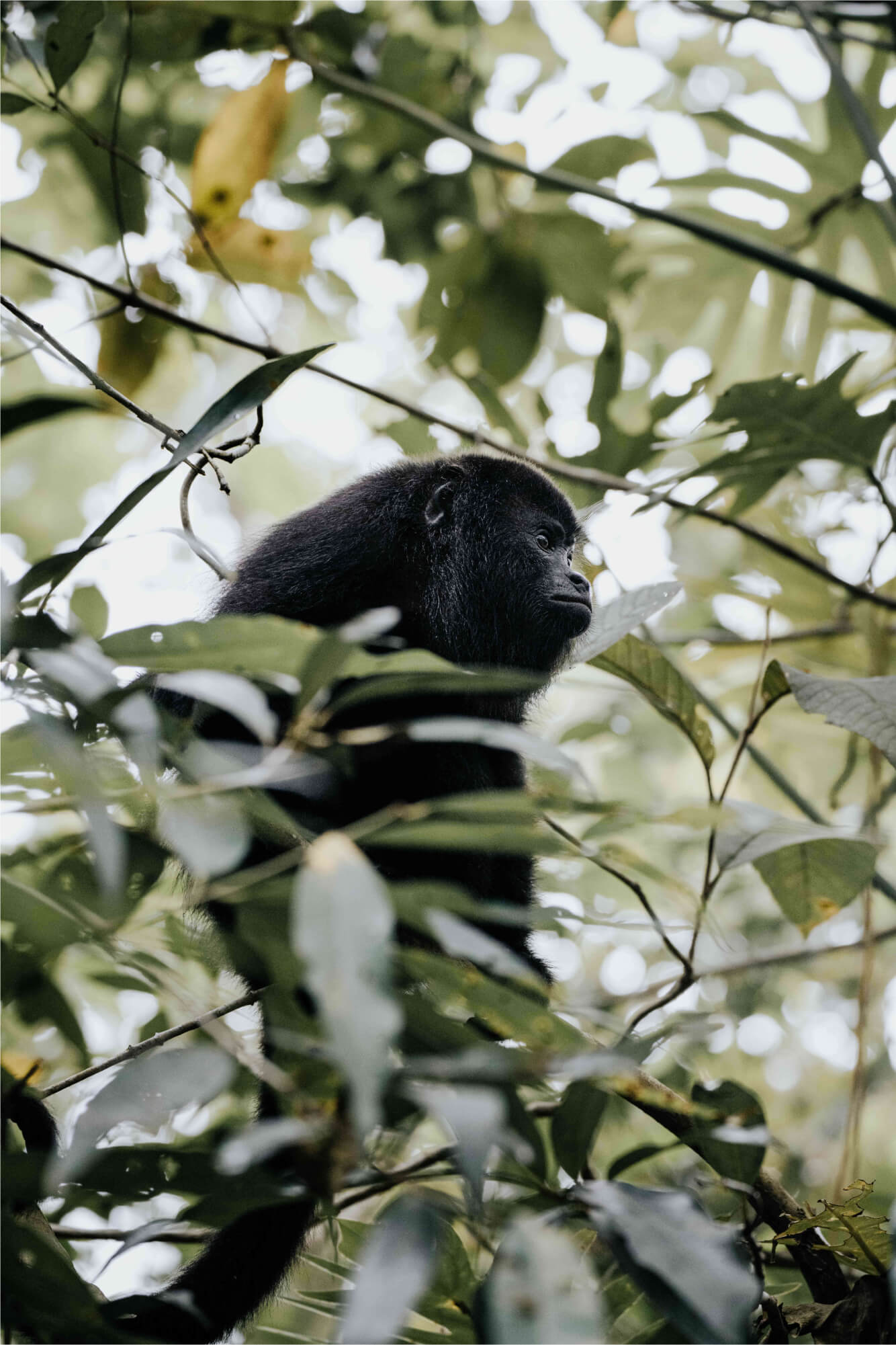 Interview with photographer Ashlie René wildlife monkey photography