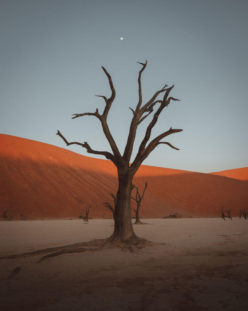 Jonas Fellenstein - Tree in the desert