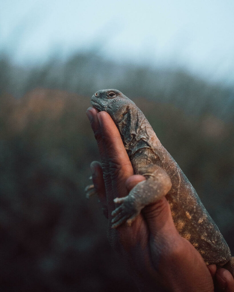 Luck Stackpoole - Wildlife Creature